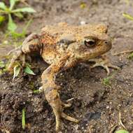 Image of Common Toad