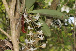 Image of Aerangis decaryana H. Perrier