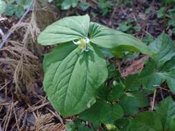 Image of Oettinger's trillium