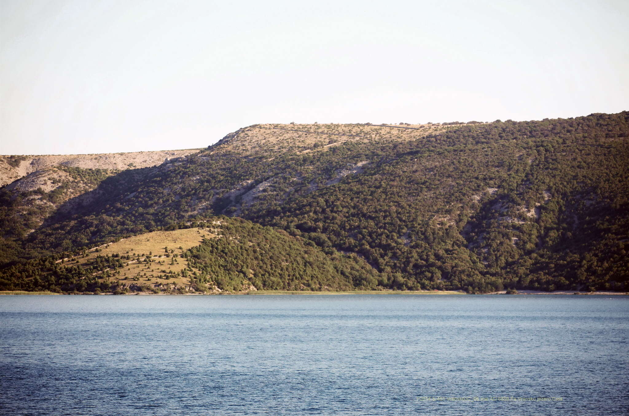 Image of Esox cisalpinus Bianco & Delmastro 2011