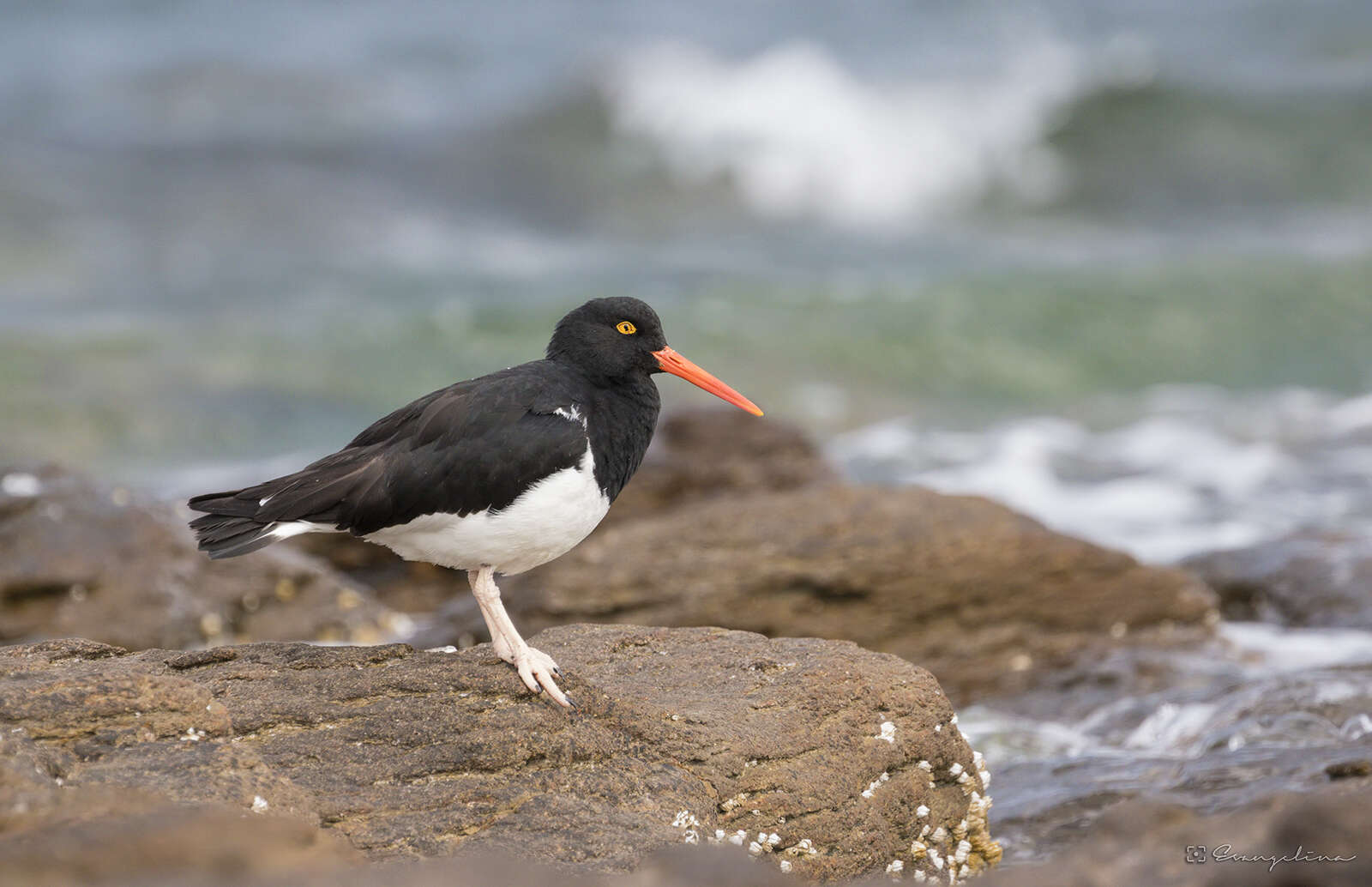 Image of Magellanic Oystercatcher