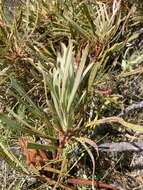 Imagem de Protea longifolia Andr.