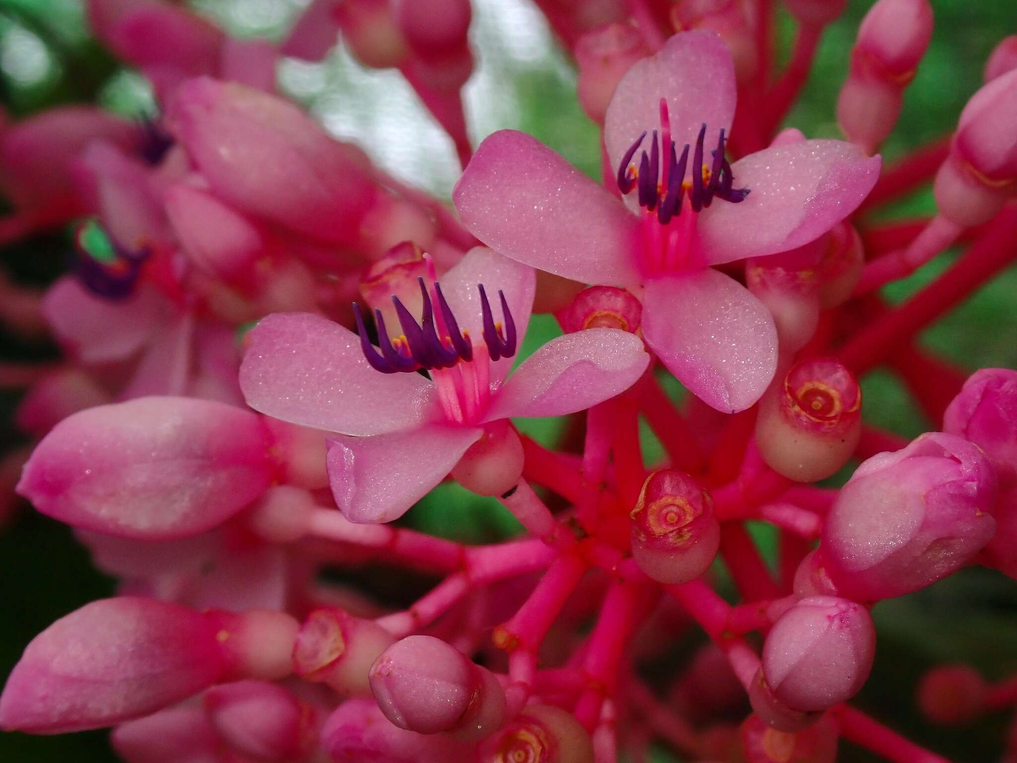 Image of Medinilla speciosa (Reinw. ex Bl.) Bl.