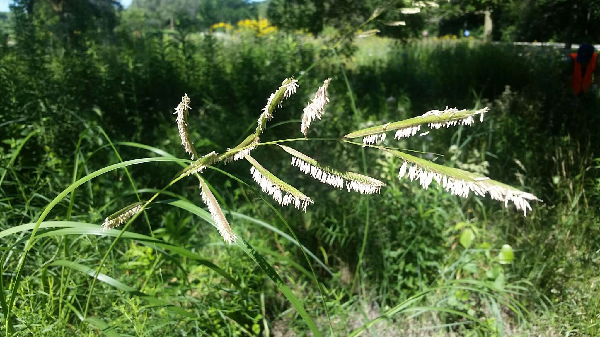 Image of Freshwater Cord Grass