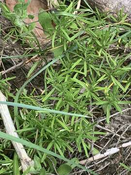 Image of Cumberland false rosemary