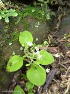 صورة Sedum drymarioides Hance