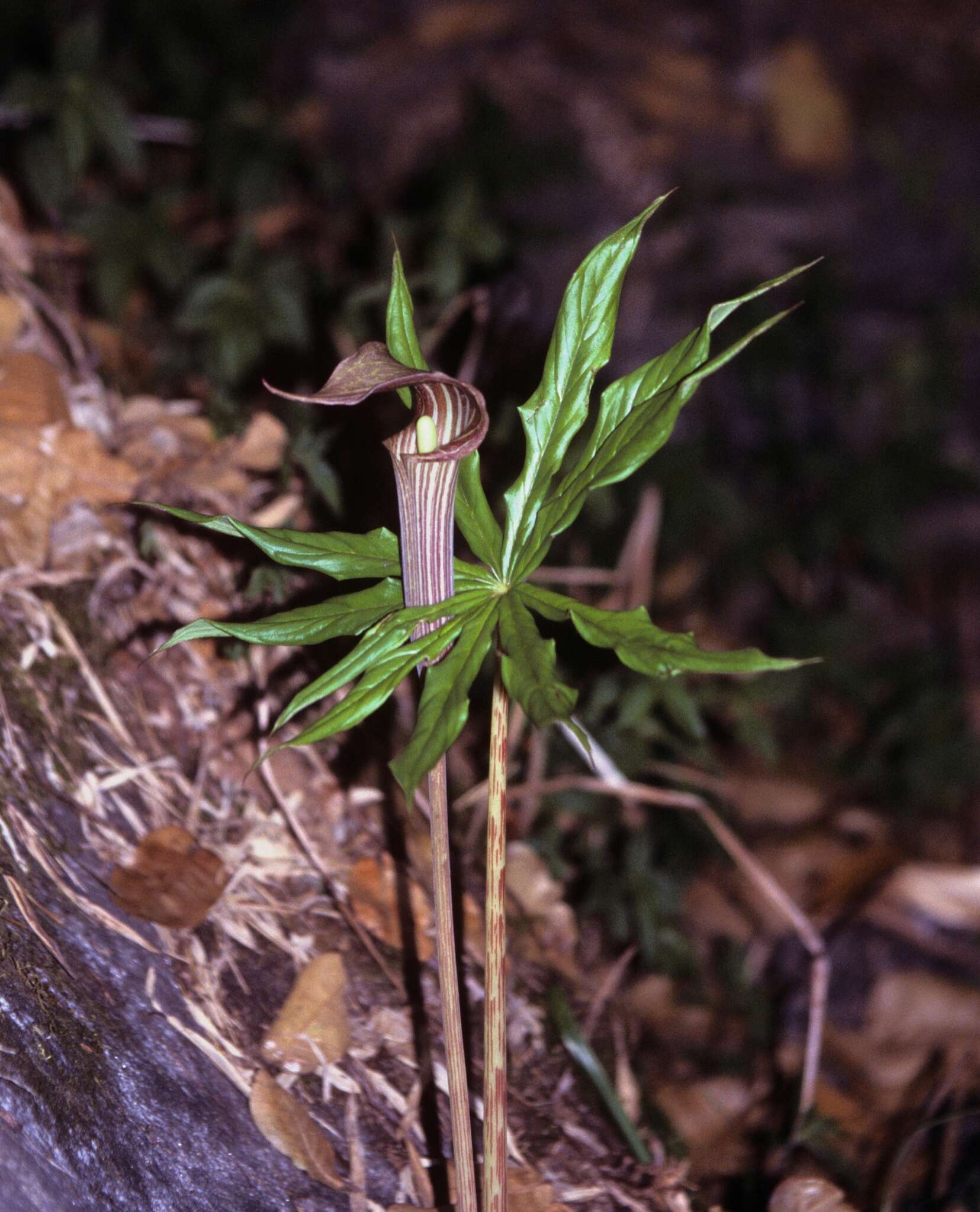 一把伞南星的圖片