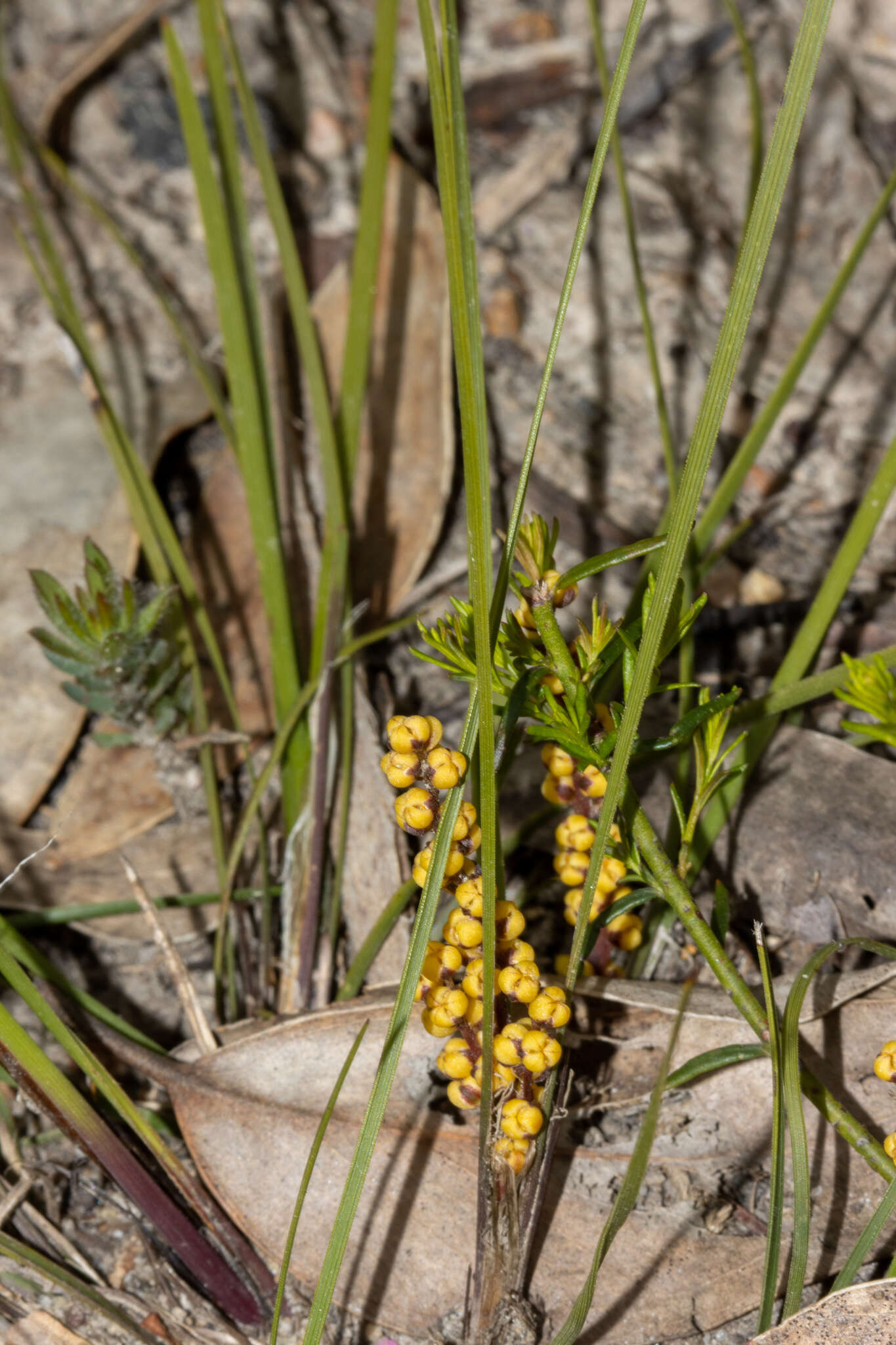 Imagem de Lomandra sororia (F. Muell. ex Benth.) Ewart