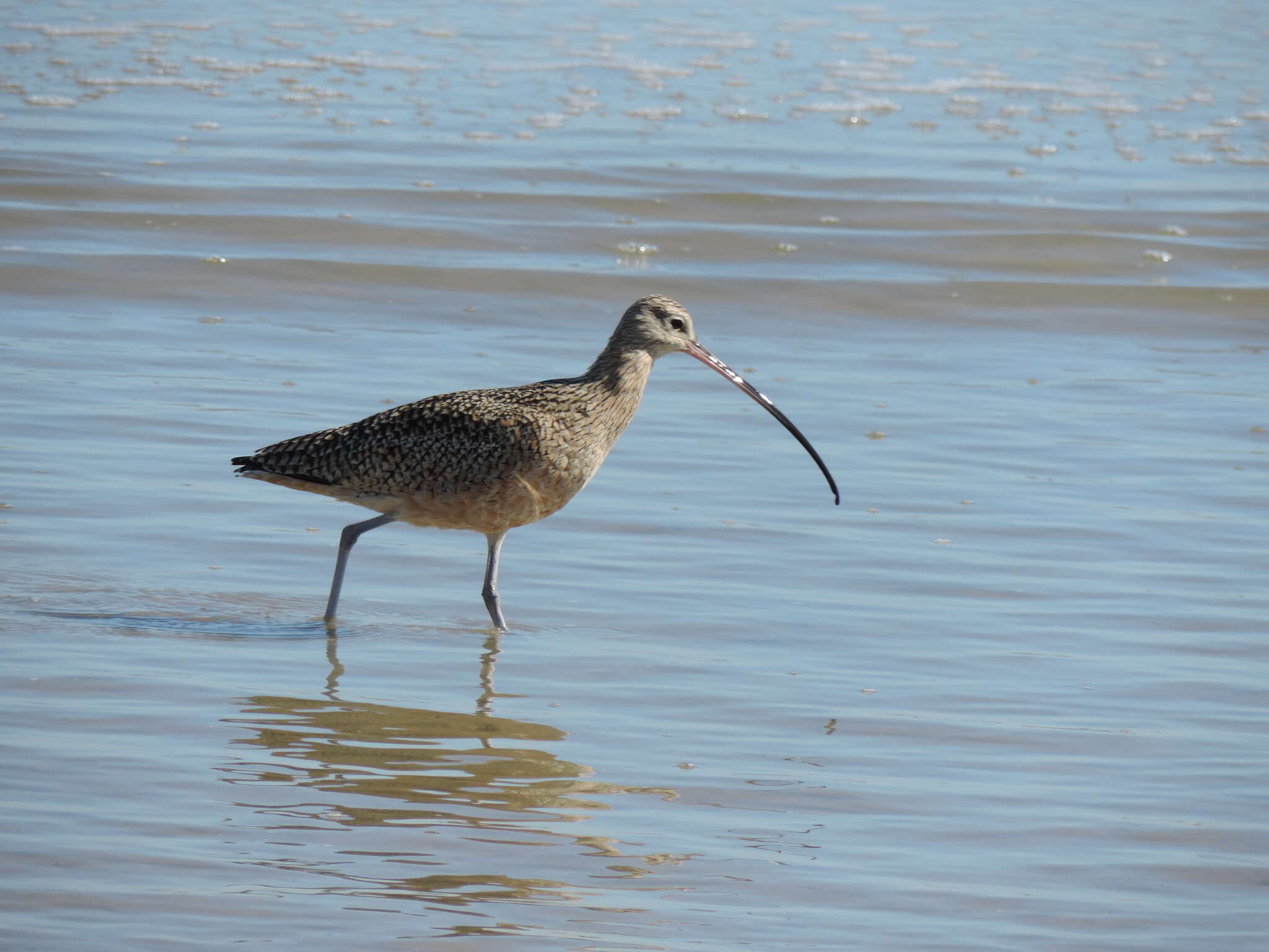 Image of Long-billed Curlew