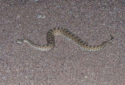 Image of Crotalus cerastes cercobombus Savage & Cliff 1953