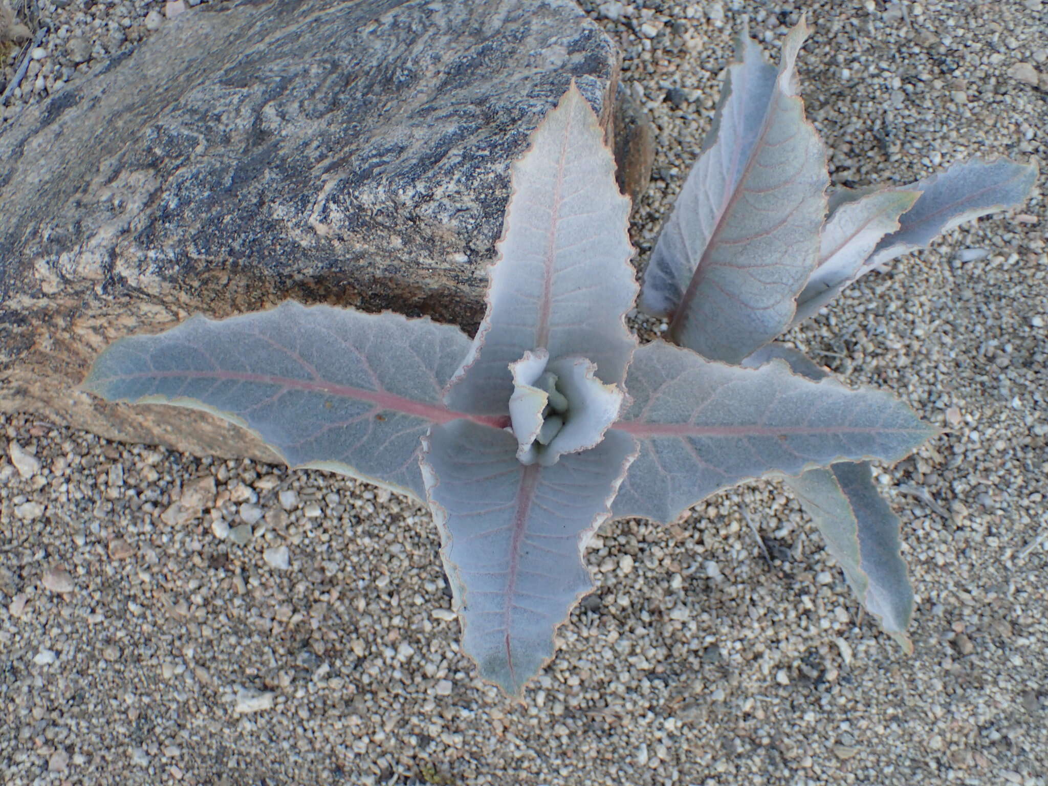 Asclepias erosa Torr.的圖片