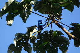 Image of Turquoise Cotinga