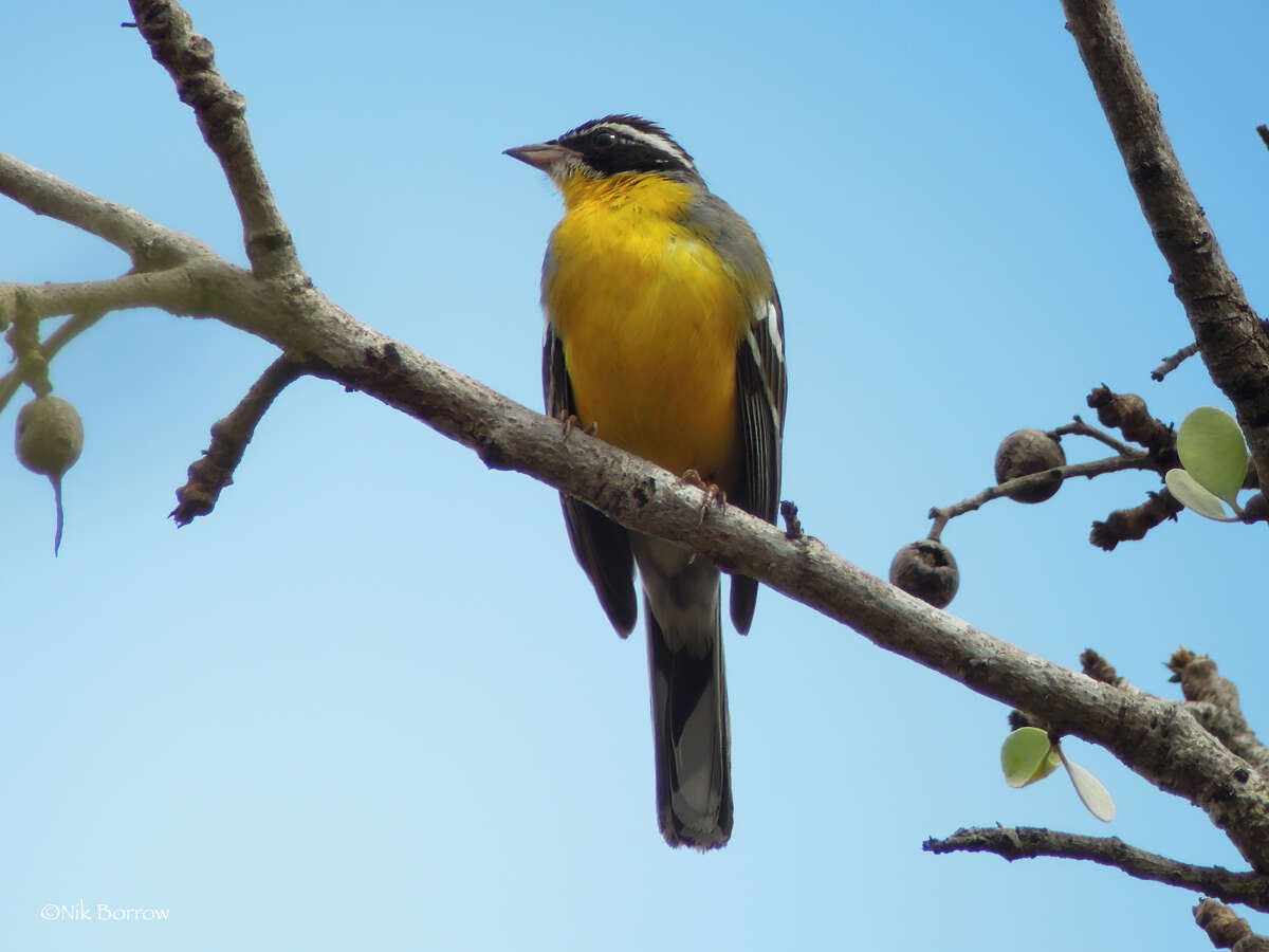 صورة Emberiza cabanisi orientalis (Shelley 1882)