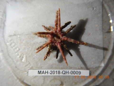 Image of slate pencil urchin