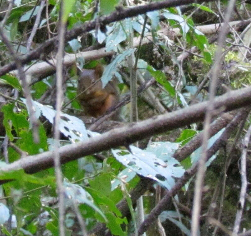 Image of Bolivian Squirrel