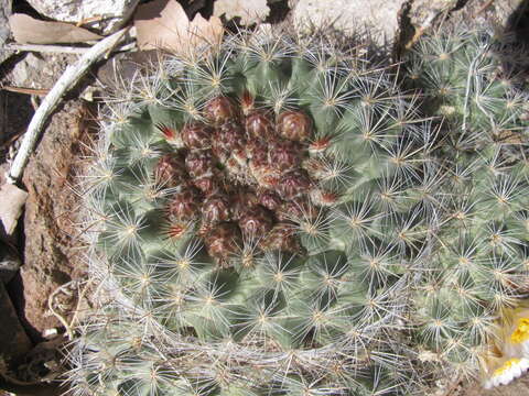 Image of mountain ball cactus