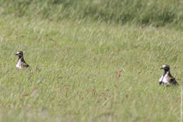 Image of Eurasian Golden Plover