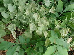 Image of Erysiphe cruciferarum Opiz ex L. Junell 1967