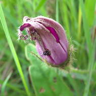 Image of Ipomoea pellita Hall. fil.