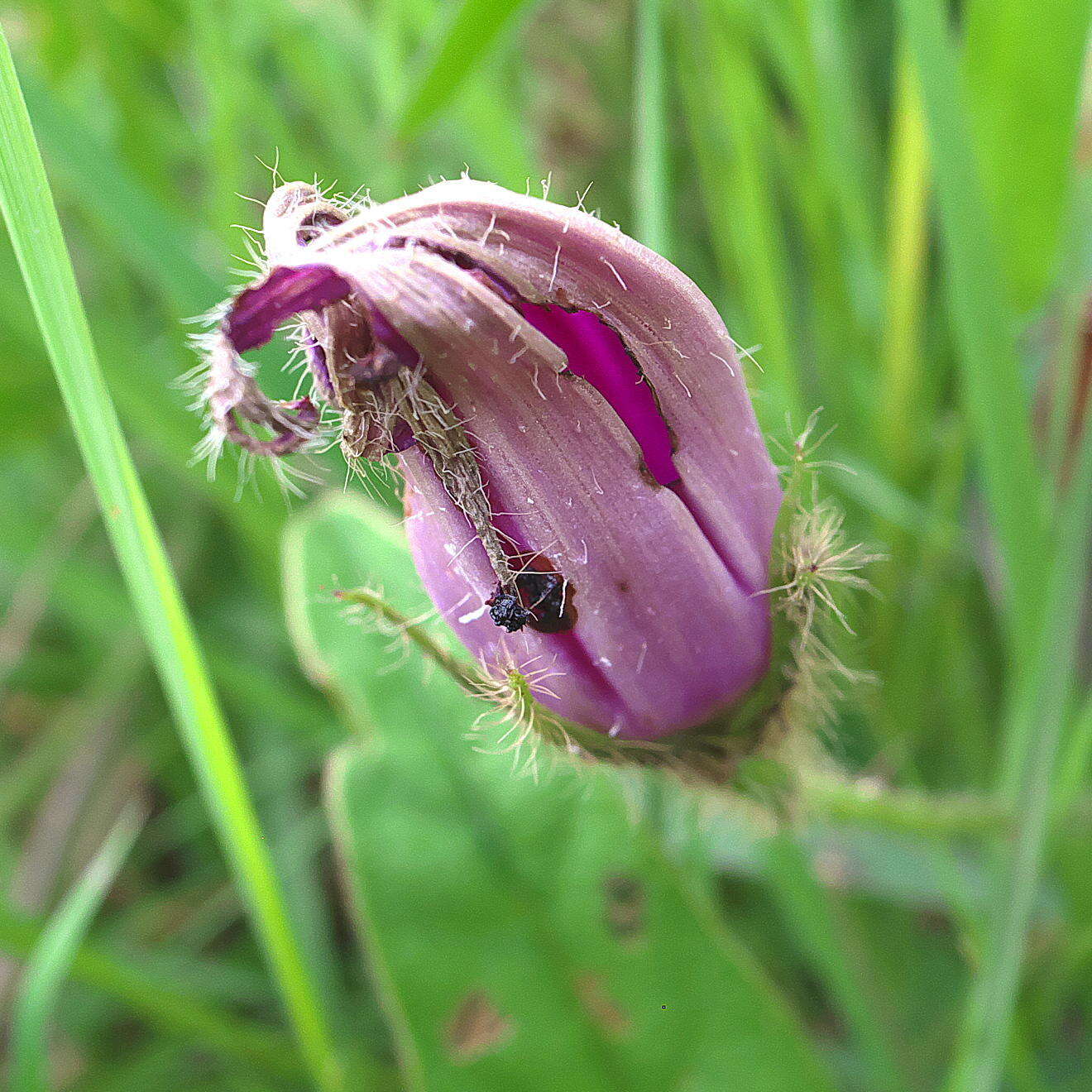 Image of Ipomoea pellita Hall. fil.