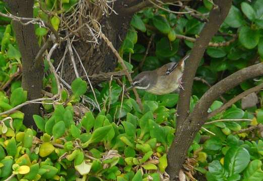 Image of White-browed Scrubwren