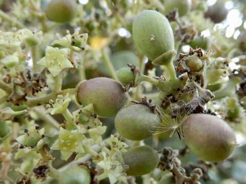 Image of Buchanania cochinchinensis (Lour.) Almeida