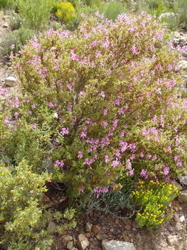 Image of Pelargonium pseudoglutinosum Knuth