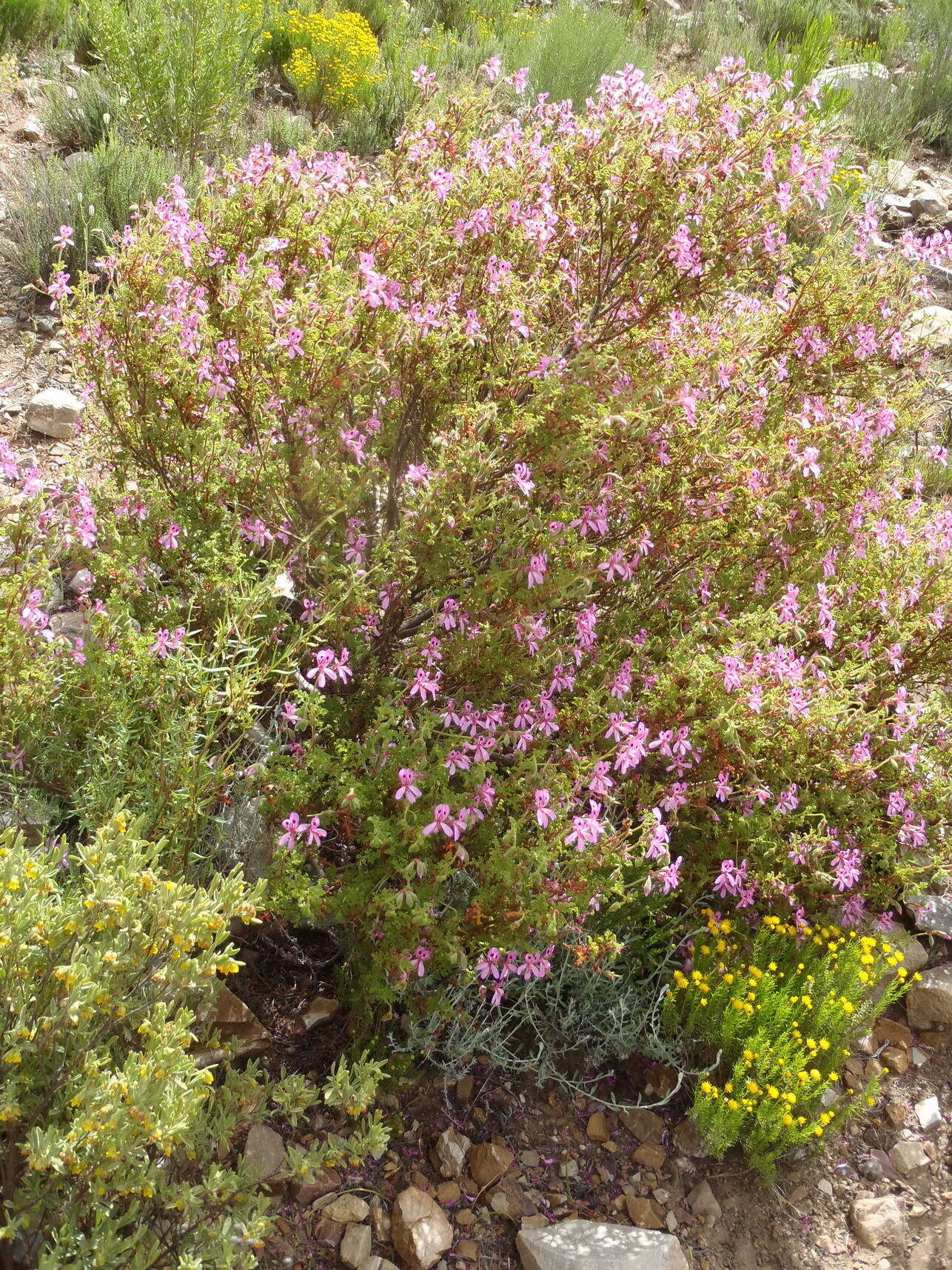 Image of Pelargonium pseudoglutinosum Knuth