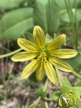 Image de Silphium glutinosum J. R. Allison