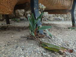 Plancia ëd Plantago lagopus L.