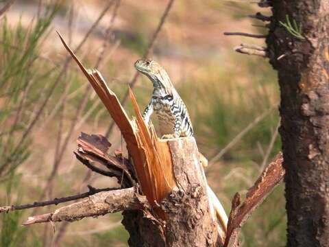 صورة Leiolepis guttata Cuvier 1829