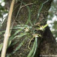 Image of Taeniophyllum pusillum (Willd.) Seidenf. & Ormerod