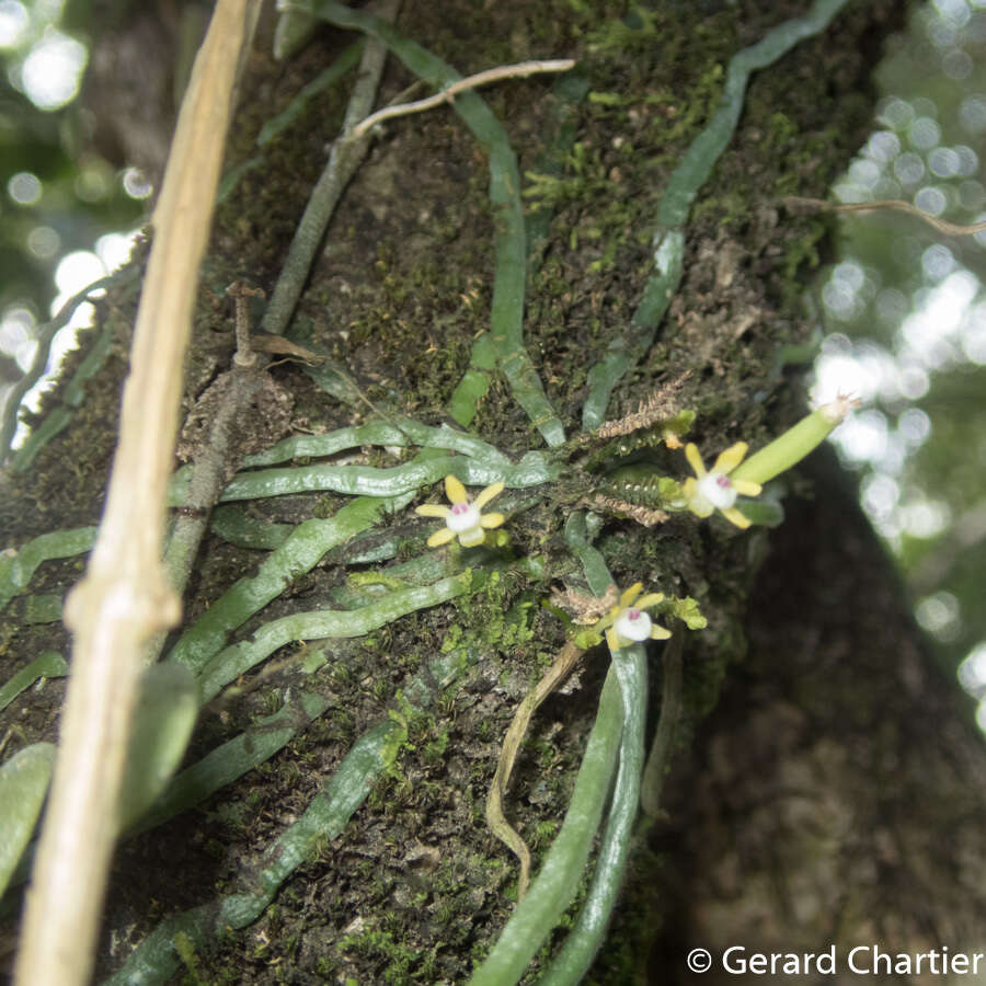 Imagem de Taeniophyllum pusillum (Willd.) Seidenf. & Ormerod