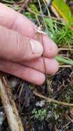 Image de Caladenia variegata Colenso