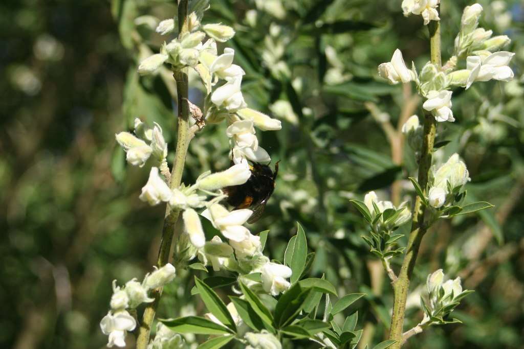 Image of <i>Chamaecytisus prolifer</i> subsp. <i>palmensis</i> (Christ) G. Kunkel