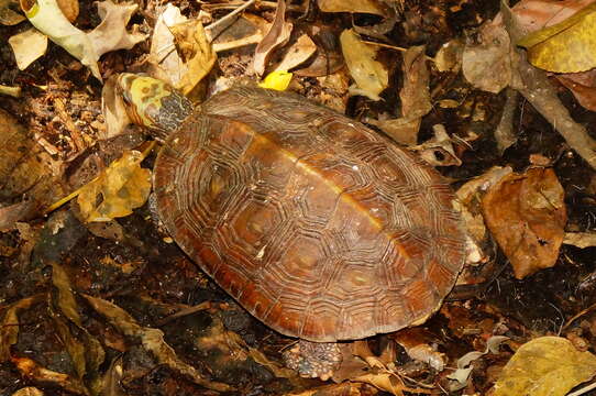 Image of Mexican Spotted Terrapin