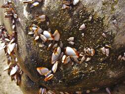 Image of goose barnacle