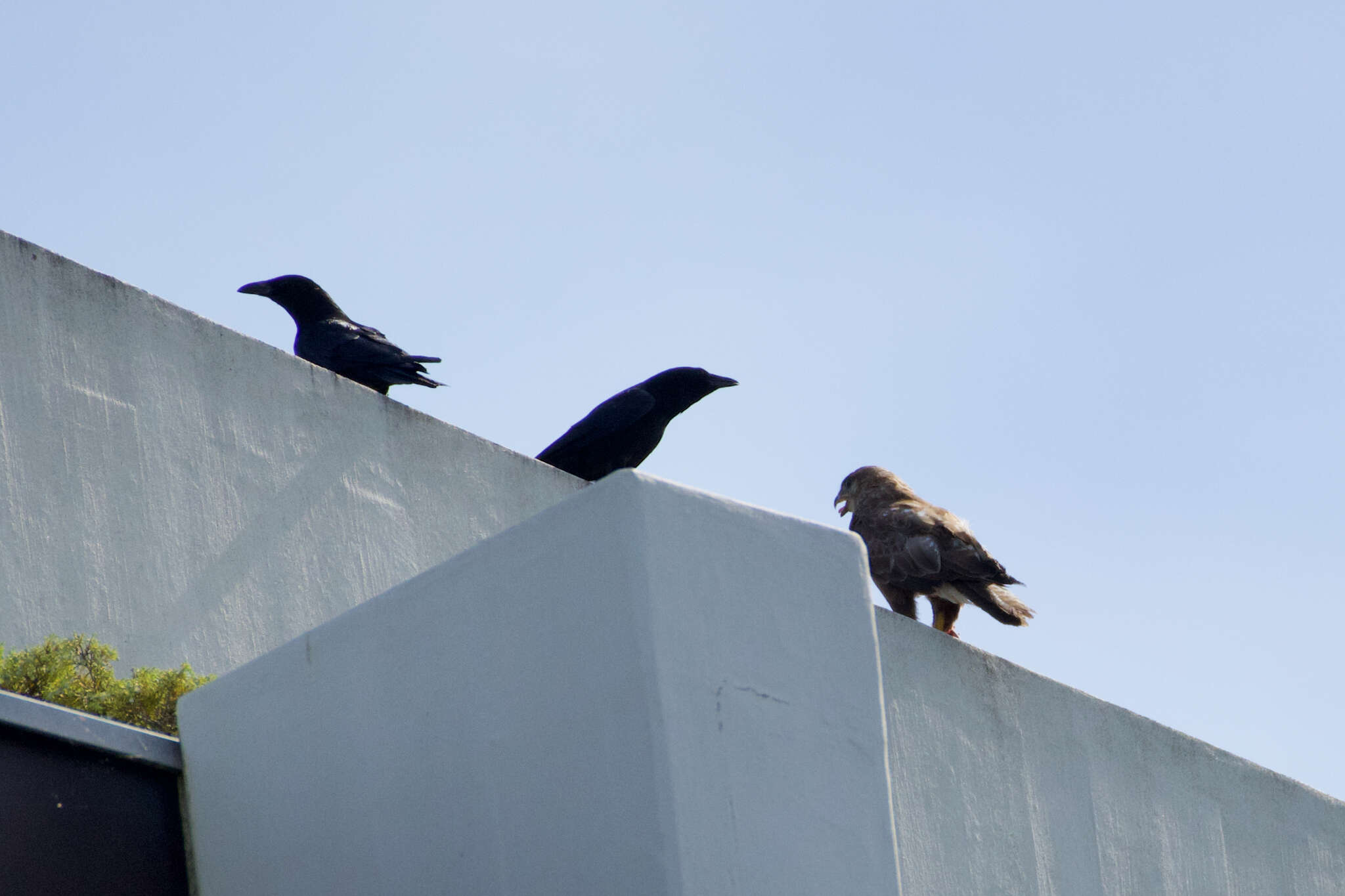 Image of Buteo buteo buteo (Linnaeus 1758)