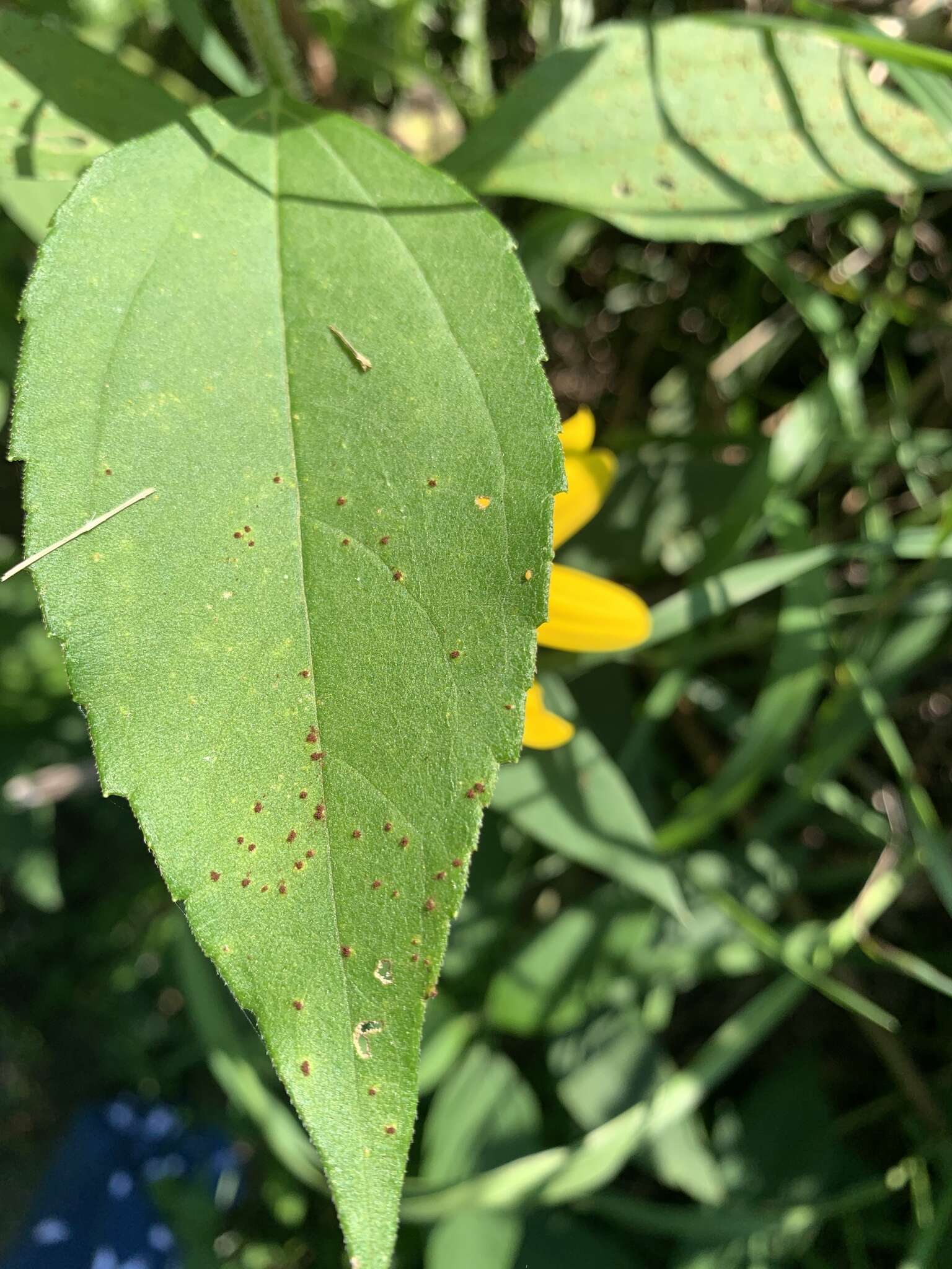 Image of Puccinia helianthi Schwein. 1822