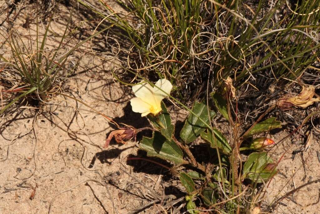 Plancia ëd Hibiscus aethiopicus var. aethiopicus