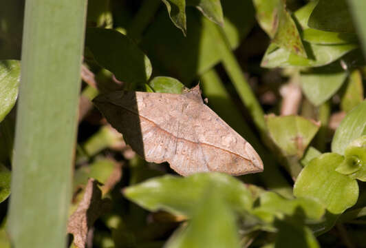 Image of Velvetbean Caterpillar Moth