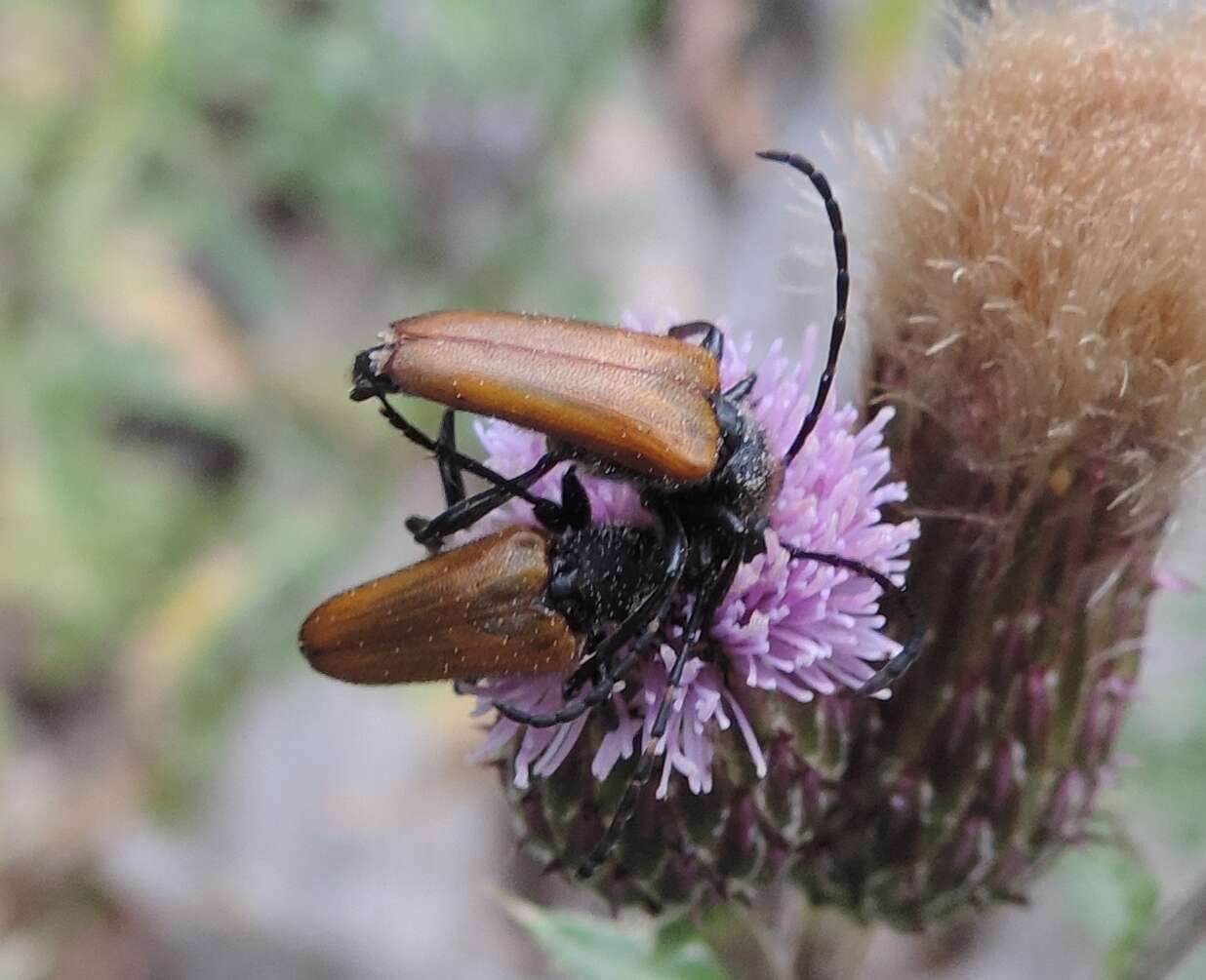 Image of Paracorymbia hybrida (Rey 1885)