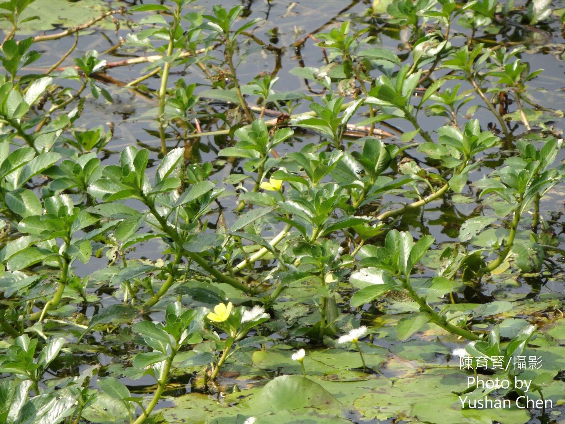 صورة Ludwigia taiwanensis C. I. Peng