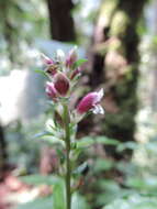 Image of Anisosepalum alboviolaceum (R. Benoist) E. Hossain