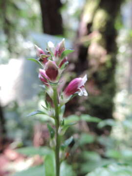 Image of Anisosepalum