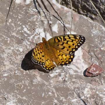 Image of Edwards' Fritillary