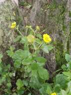 Image of Geum japonicum var. chinense F. Bolle