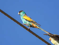 Image of Hooded Parrot