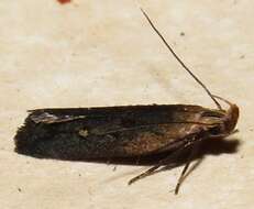 Image of Dichomeris copa Hodges 1986