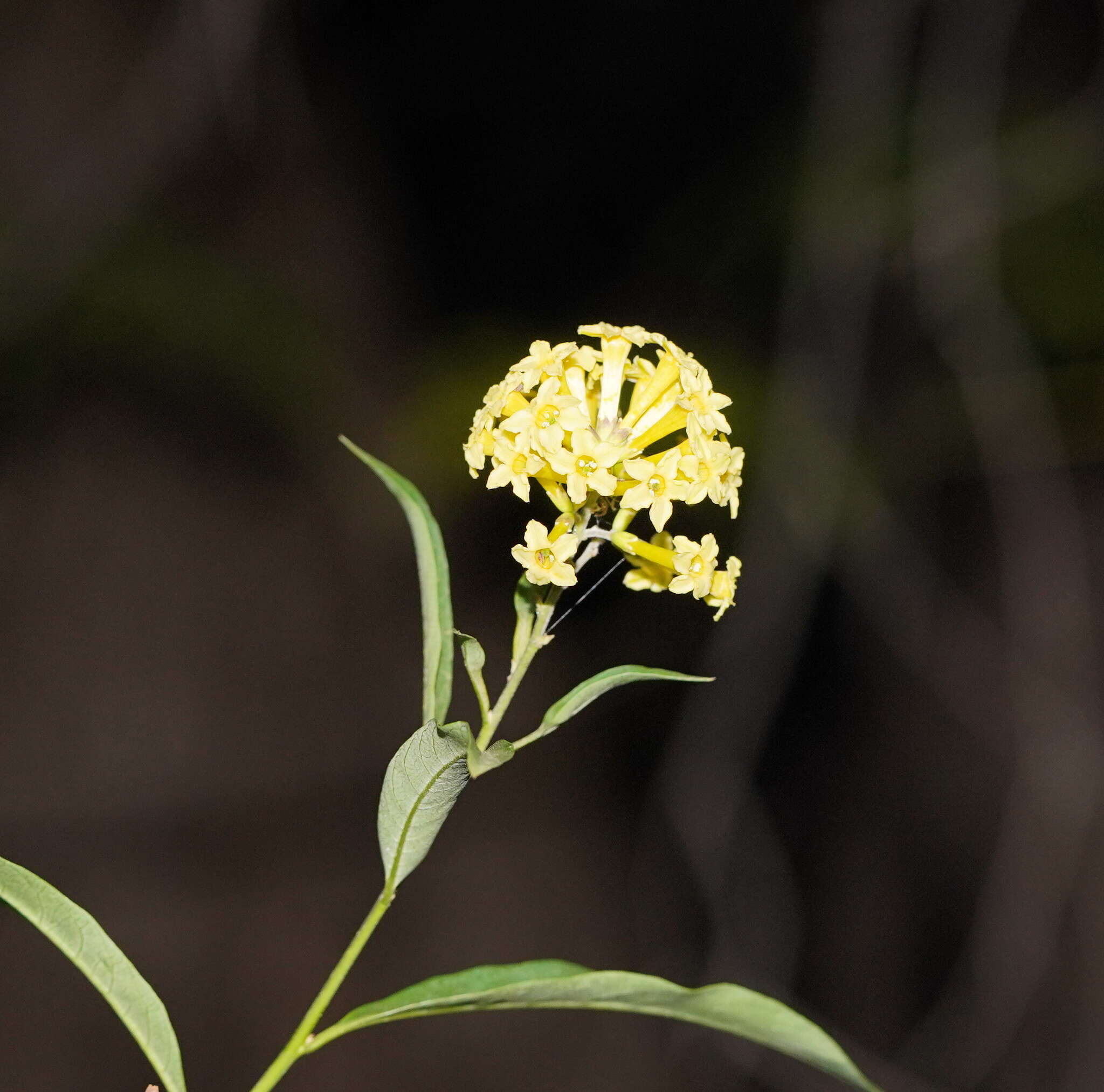 Plancia ëd Cestrum parqui (Lam.) L'Her.